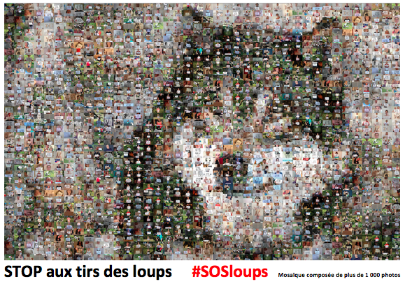 1 000 photos pour les loups