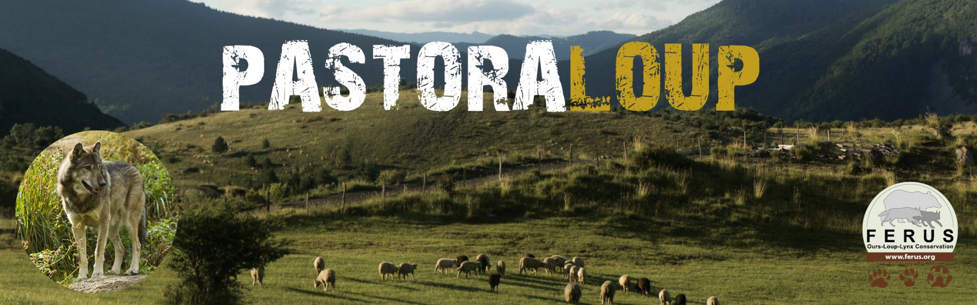 Programme Pastoraloup de Ferus dans plusieurs régions françaises